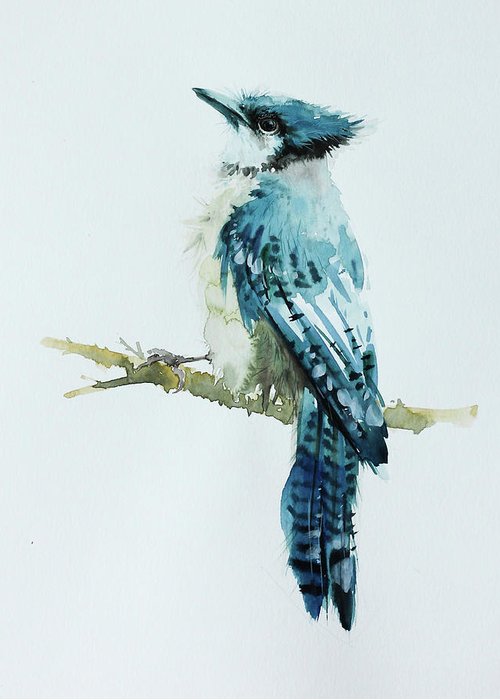 500x700 Blue Jay Bird Painting In Watercolor Greeting Card For Sale By