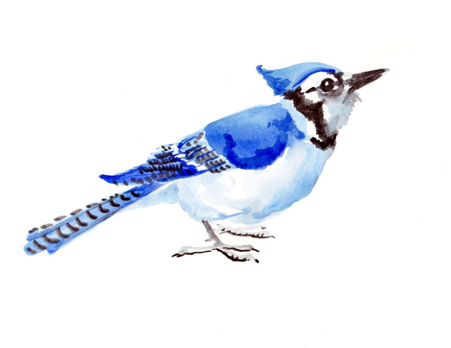 1500x1156 Blue Jay Painting Awesome Blue Jay Original Watercolor Painting