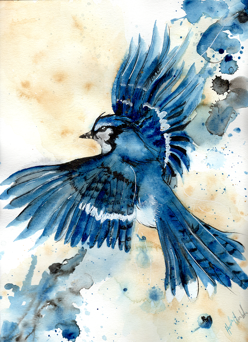 817x1125 Blue Jay Painting Luxury Blue Jay Watercolor And New Experiences