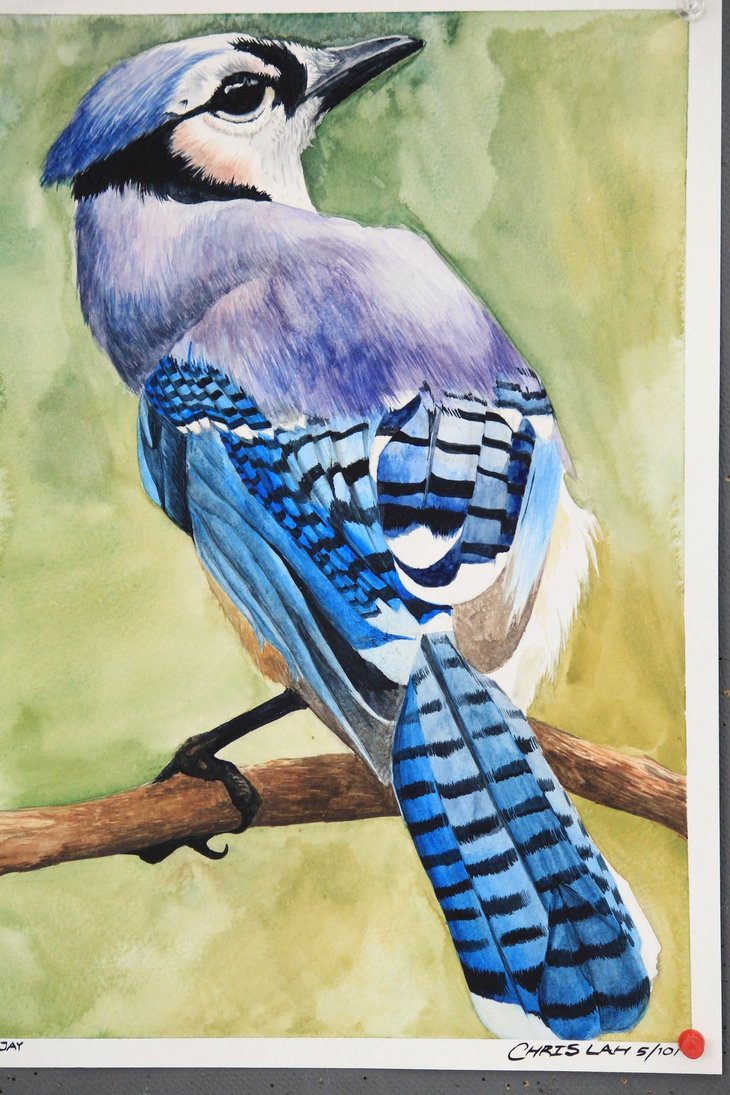 730x1095 Blue Jay Watercolor Painting By Chrislah294