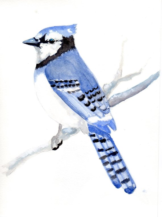 570x761 Blue Jay Watercolor Painting. Realistic Blue Jay Painting Etsy