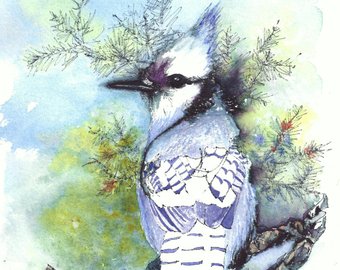 340x270 Blue Jay Watercolor Etsy