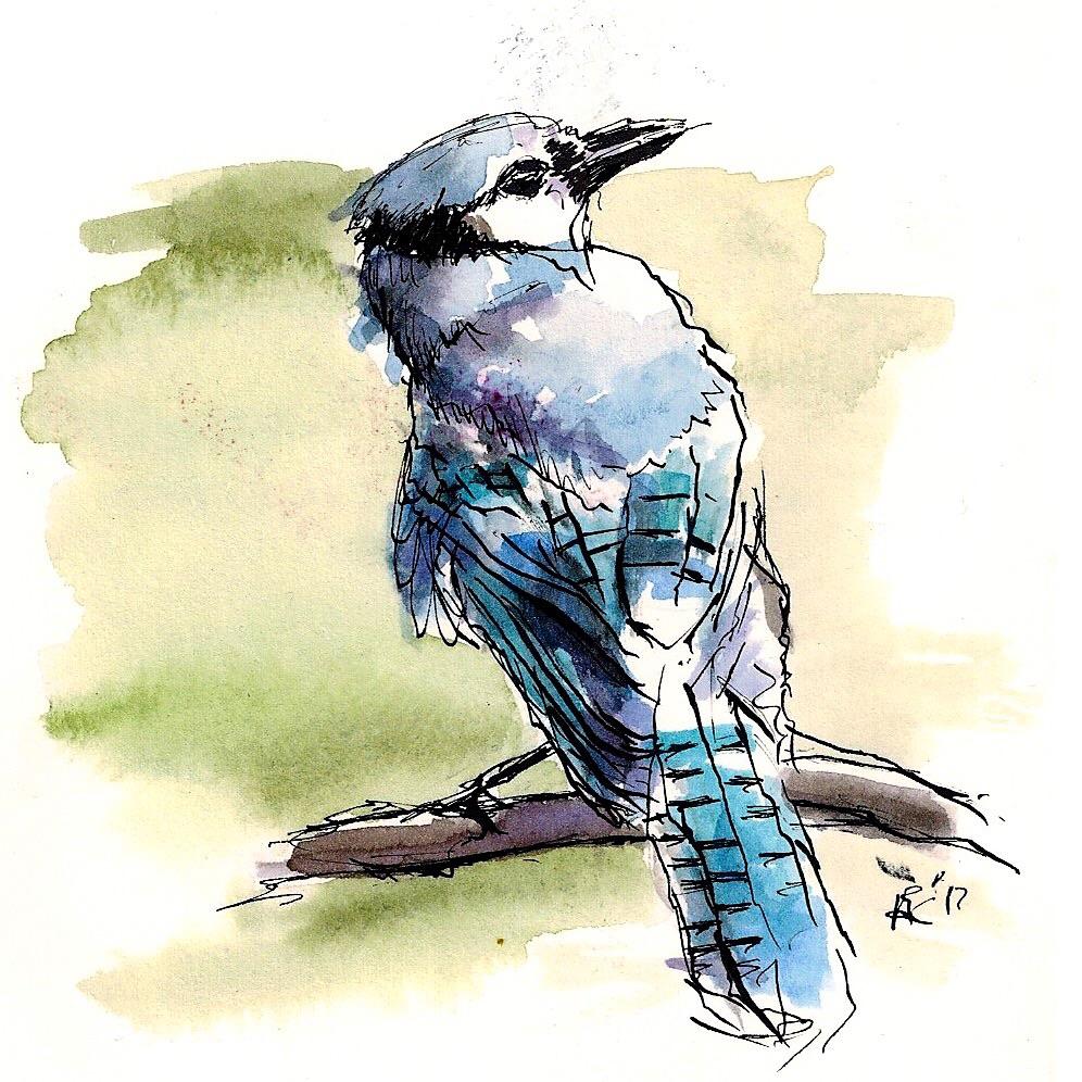 996x996 Blue Jay. 5x7. Ink Amp Watercolor. Art