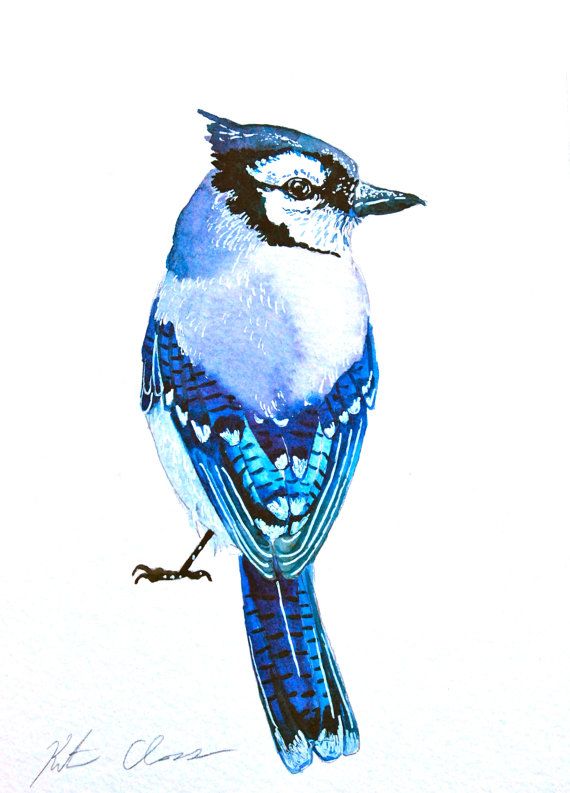570x793 Watercolor Painting Blue Jay Bird Painting Original By Woodpigeon