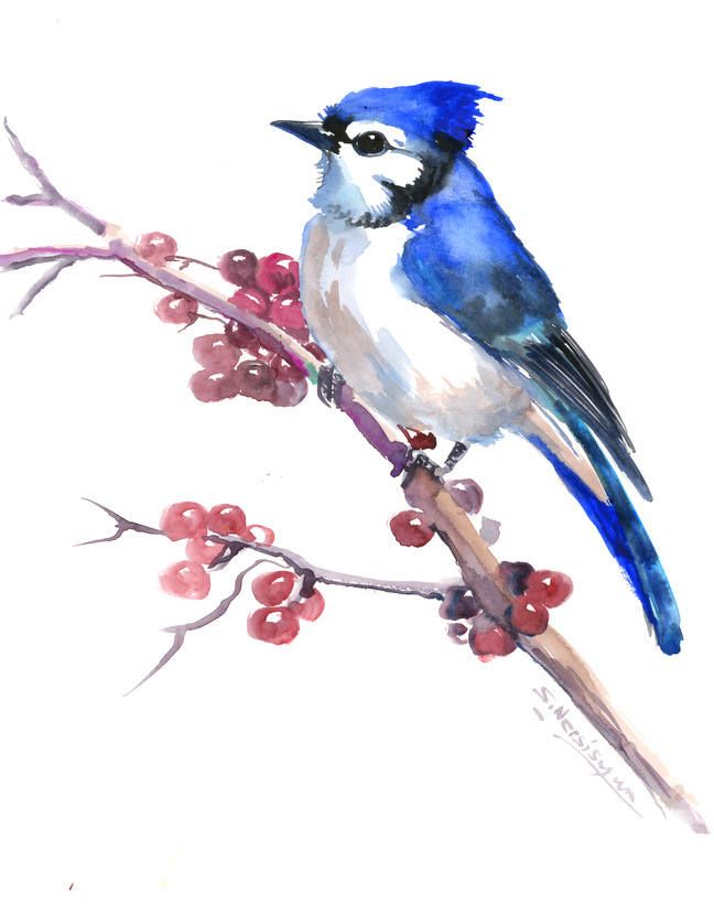 648x820 Blue Jay, Artwork, Painting, Original, One Of A Kind, Watercolor