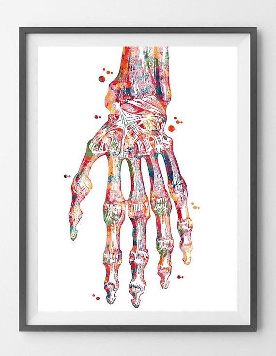 570x735 Hand Bones Anatomy Art Print Radiocarpal Joint Poster Wrist Joint