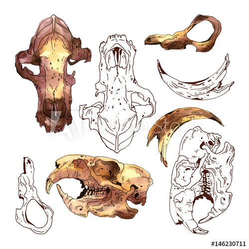 500x500 Watercolor Skulls And Bones Of Wild Animals