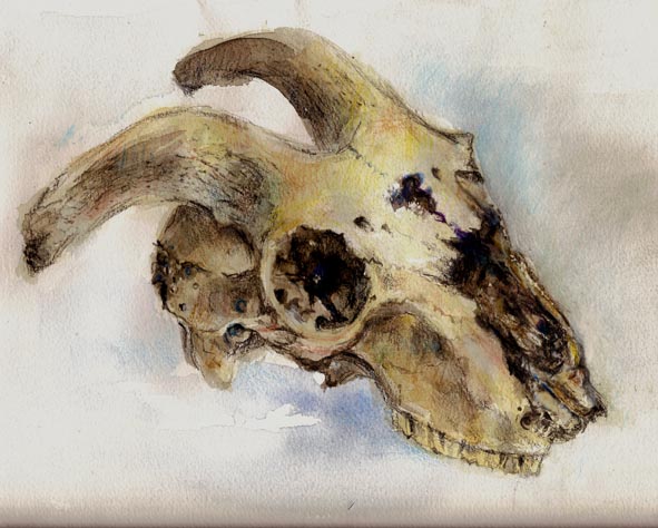 591x474 Bones Challenge Goat Skull