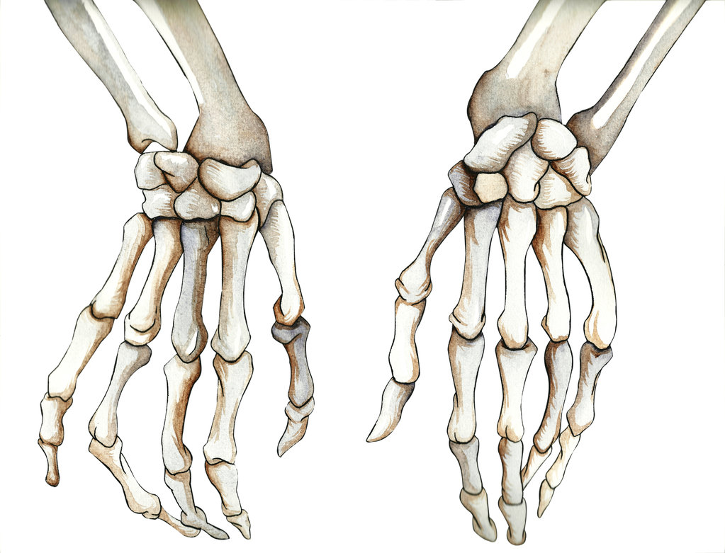1023x781 Bones In Watercolor By Straijacketlady