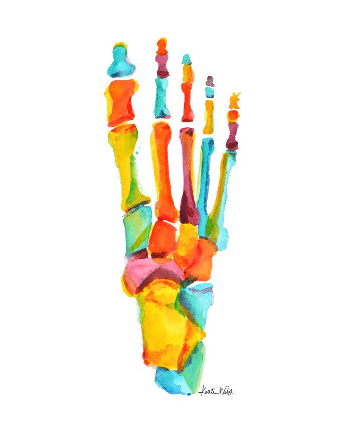 700x875 Bones Of The Foot In Summer Colors