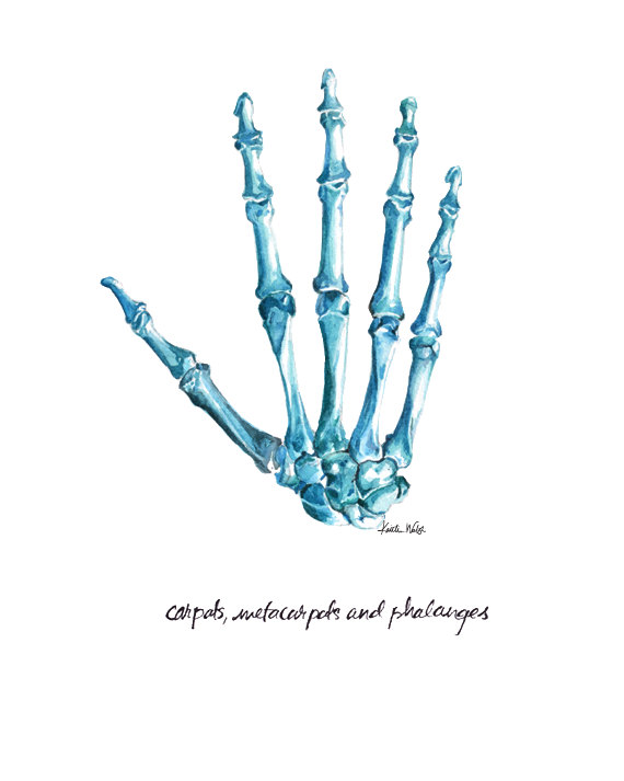570x713 Bones Of The Hand Anatomy Painting Print