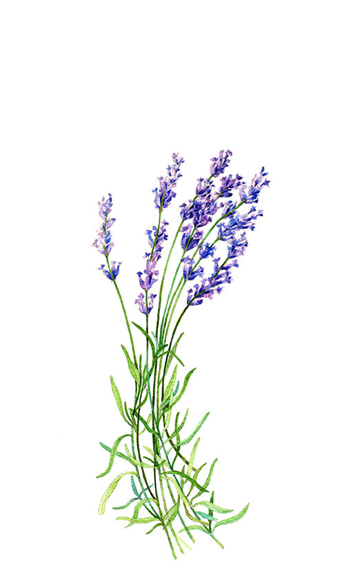 499x834 Lavender Botanical Print Illustration Watercolor Garden Summer