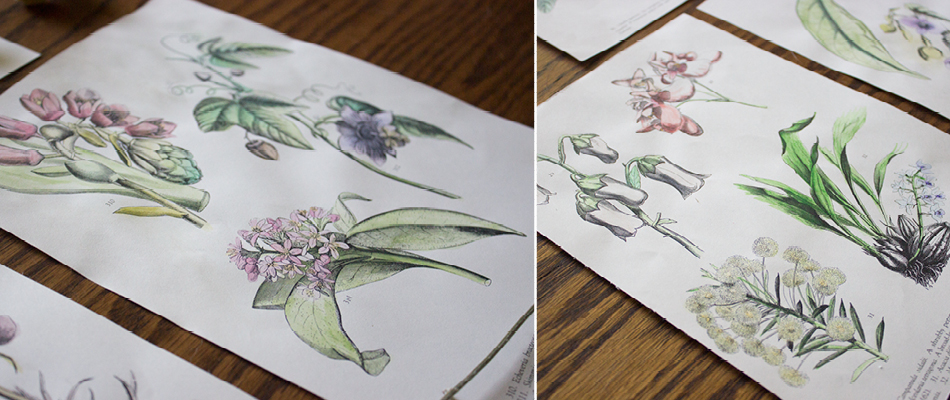 950x400 Antique Plaza Diy Watercolor Botanical Art Prints