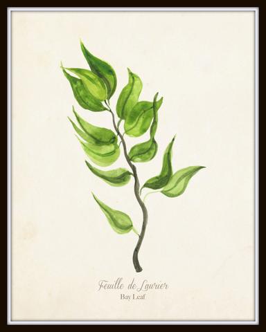 384x480 Watercolor Herbs Print Set No.5