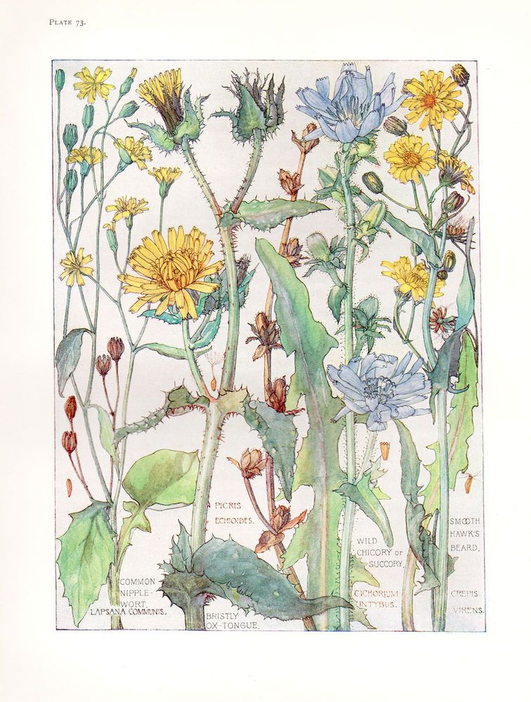 756x1000 Wild Chicory