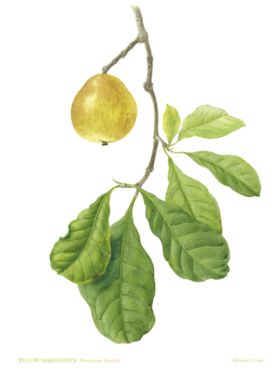 400x537 Botanical Prints