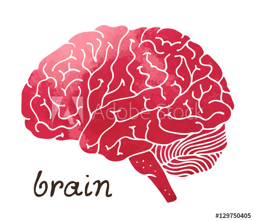 500x435 Human Watercolor Brain, Hand Drawn Vector Illustration