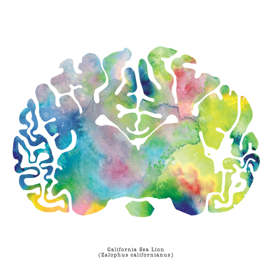 880x880 I Watercolor Animal Brain Scans Bored Panda
