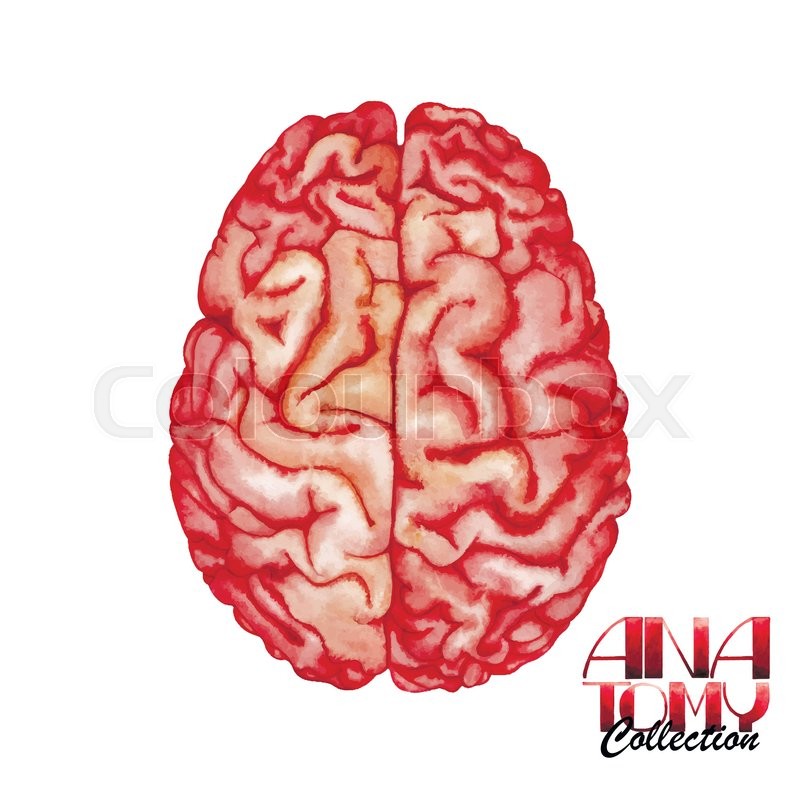 800x800 Anatomy Collection