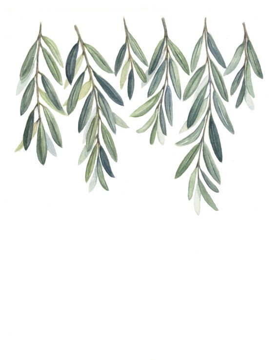 570x738 Olive Branches Art Print