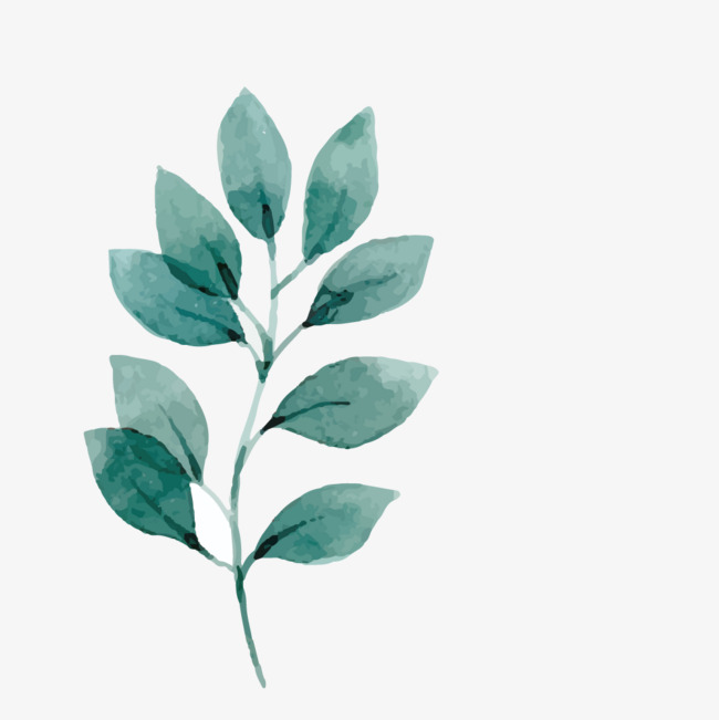 650x651 Vector Watercolor Branches And Leaves, Watercolor Vector