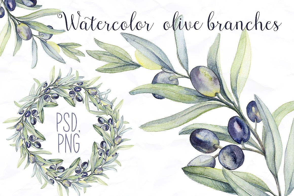 1160x772 Watercolor Botanic Olive Branch