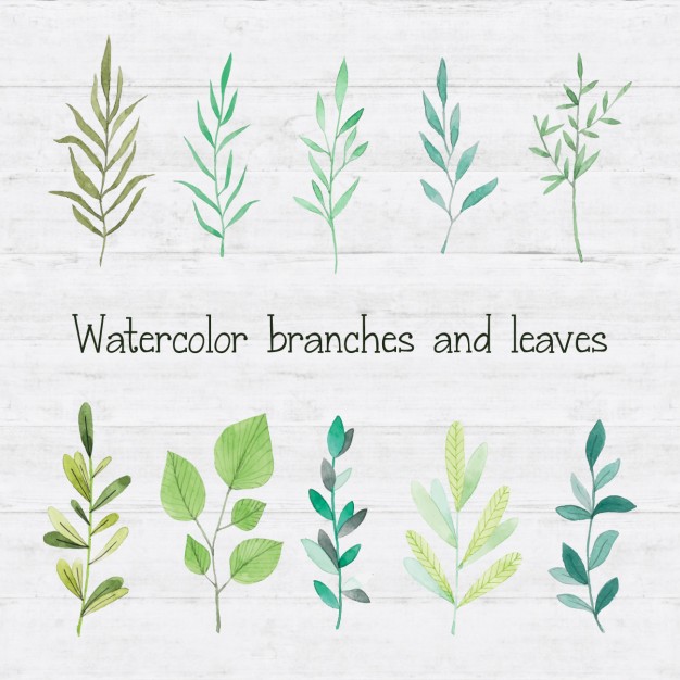 626x626 Watercolor Branches And Leaves Vector Free Download