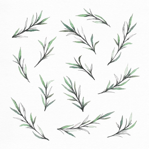 626x626 Hand Painted Watercolor Branches And Leaves Vector Free Download