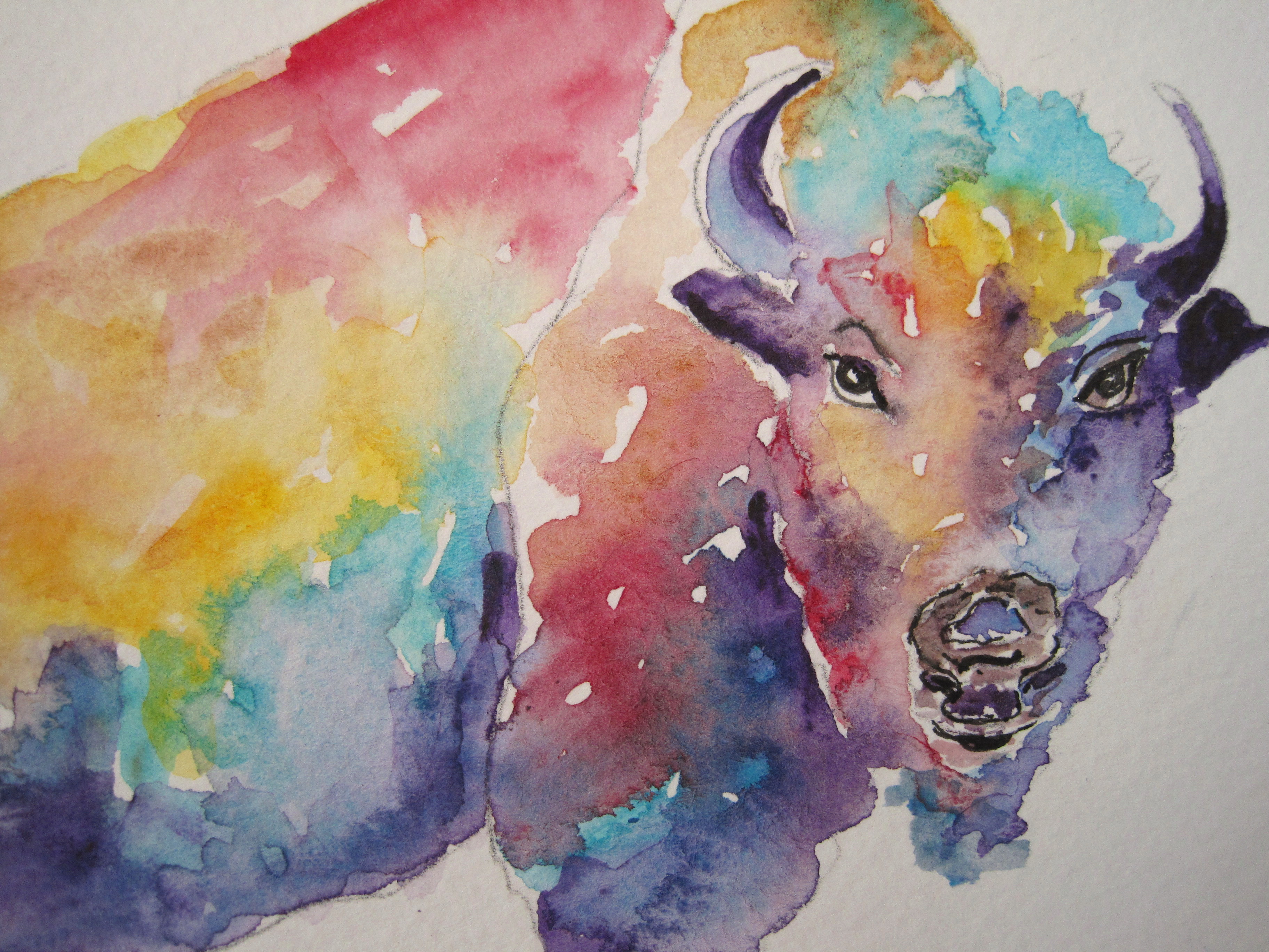3648x2736 Buffalo Color Study