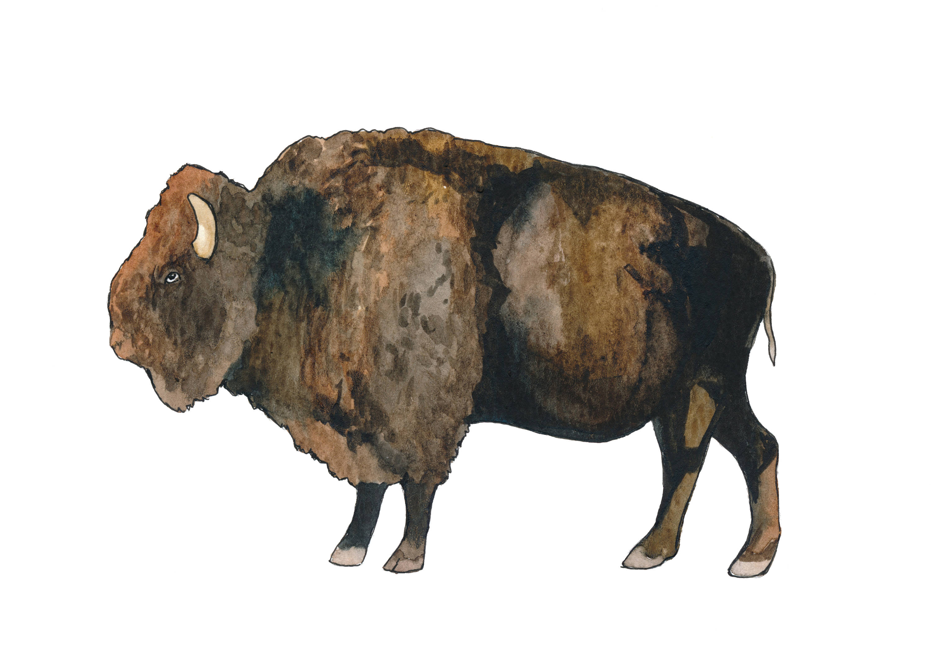 3000x2143 Watercolor Buffalo Print