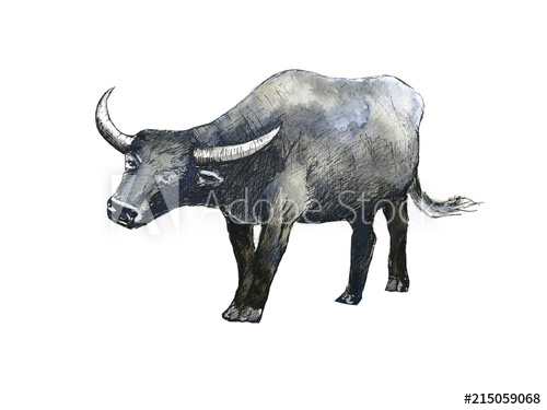 500x375 Watercolor Buffalo Hand Drawn Isolated White Background.