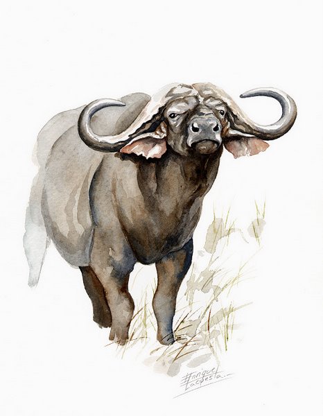 466x600 Big Five Watercolor Gallery African Wildlife Watercolor Art