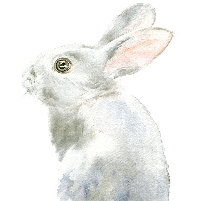 700x700 Gray Bunny Rabbit Original Watercolor Painting Susan Windsor