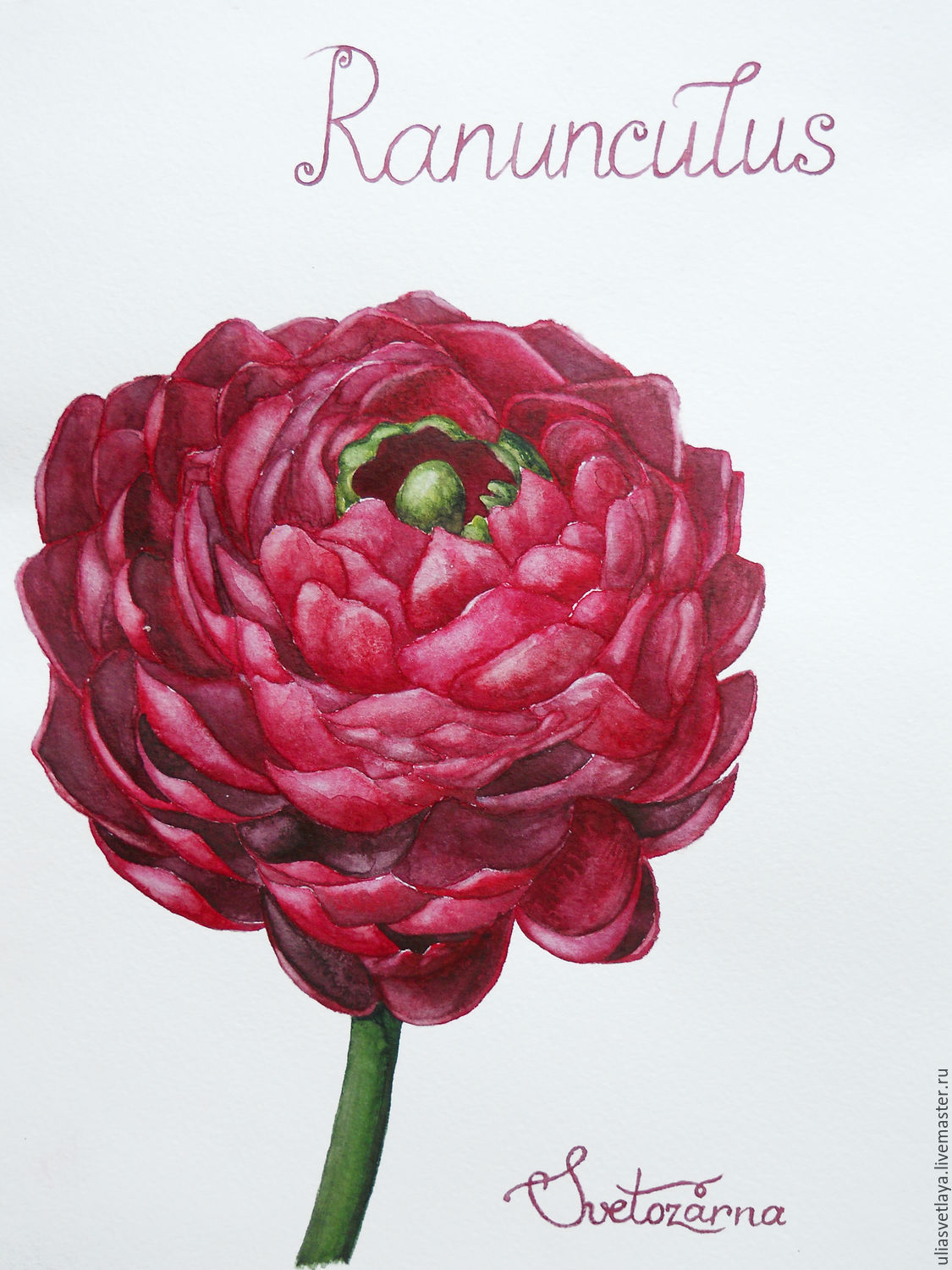 1125x1500 Burgundy Buttercup. Watercolor Shop Online On Livemaster With