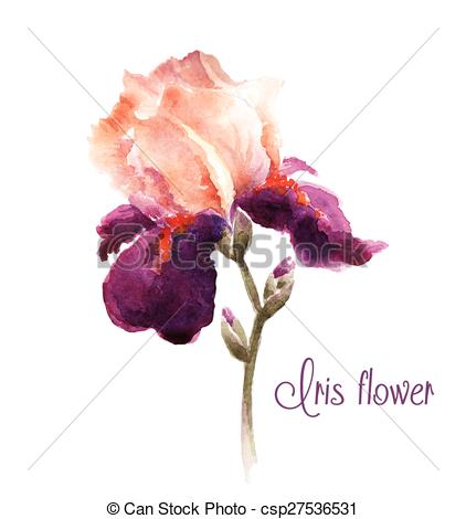 422x470 Burgundy Watercolor Iris Flower. Watercolor Illustration For
