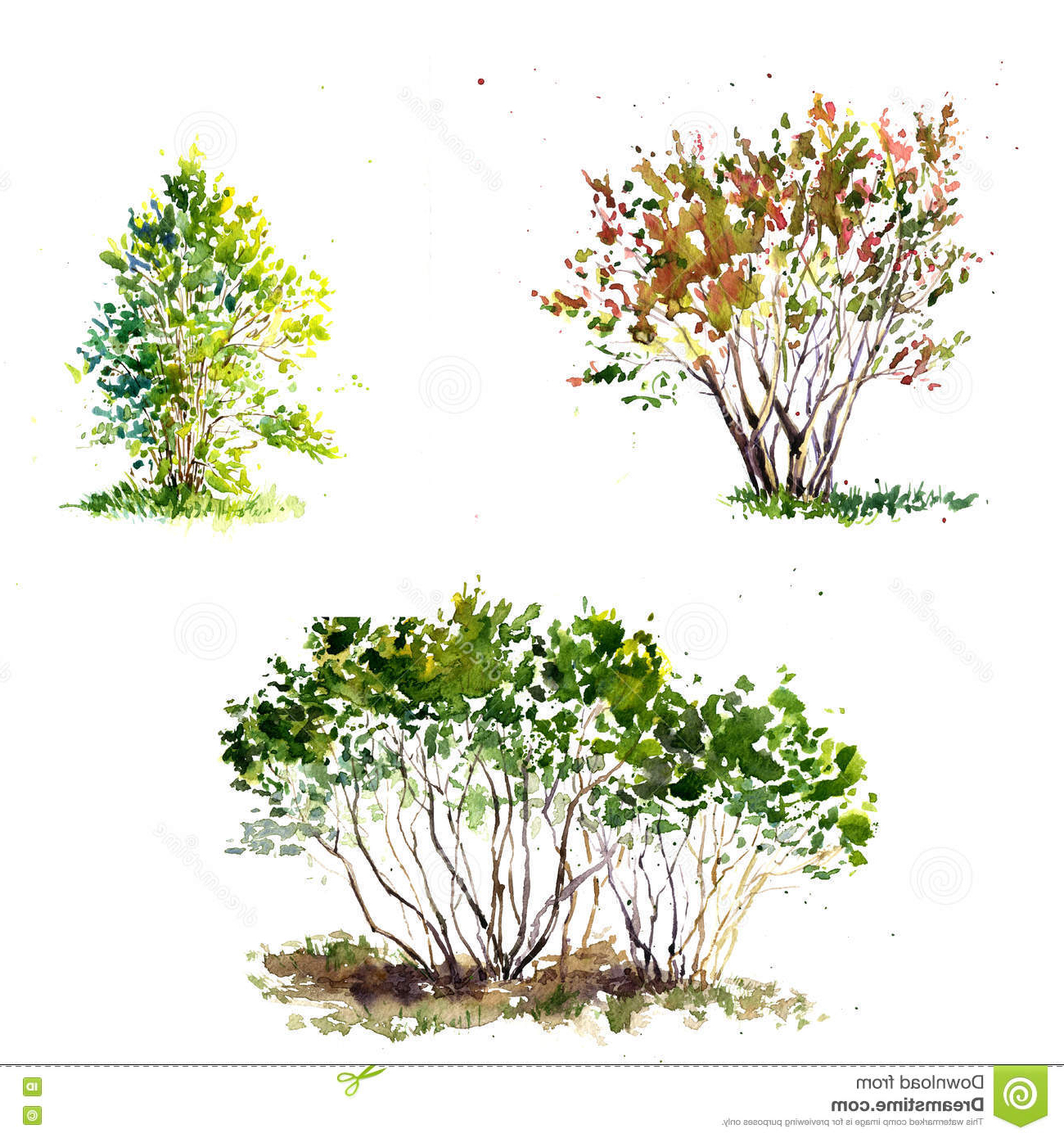 1300x1390 Painting Bushes In Watercolor Painting Bushes In Watercolor