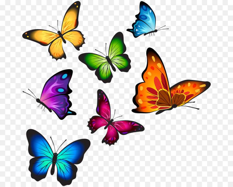 900x720 Butterfly T Shirt Clip Art