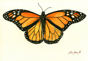 300x210 Butterfly Watercolor Paintings Fine Art America