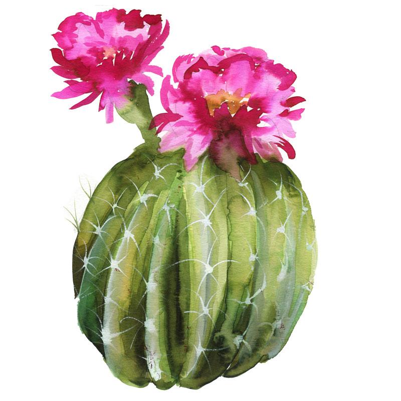 800x800 Flowering Cactus Watercolor Kit