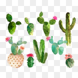 260x260 Watercolor Cactus Png Images Vectors And Psd Files Free