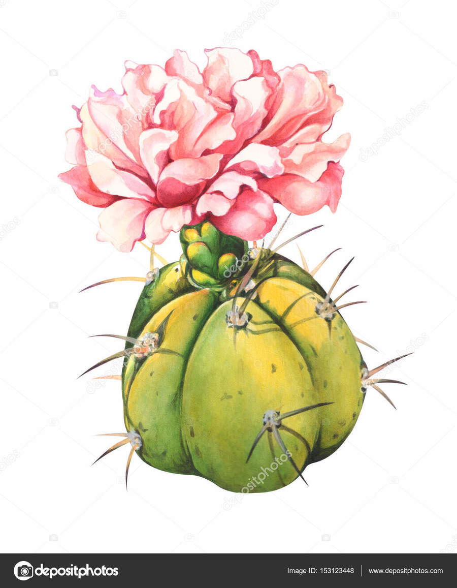 900x1157 Download High Resolution Watercolor Cactus Clipart Watercolor