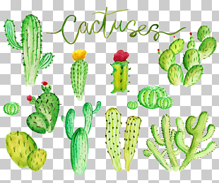 310x259 Free Download Cactaceae Watercolor Painting Stock , Cactus Png