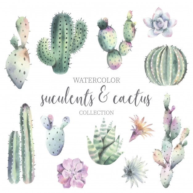 626x626 Cactus Vectors, Photos And Psd Files Free Download