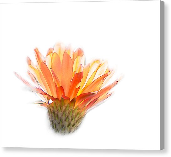 546x502 Watercolor Cactus Canvas Prints