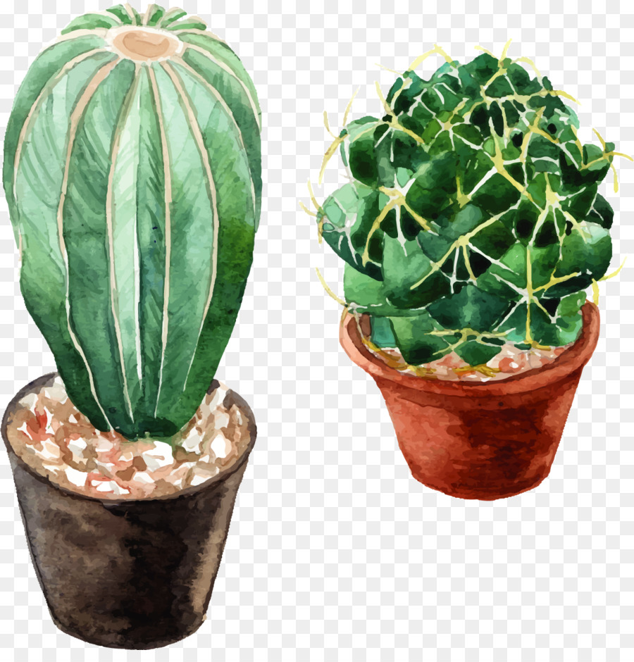 900x940 Watercolor Flowers Cactaceae Watercolor Painting