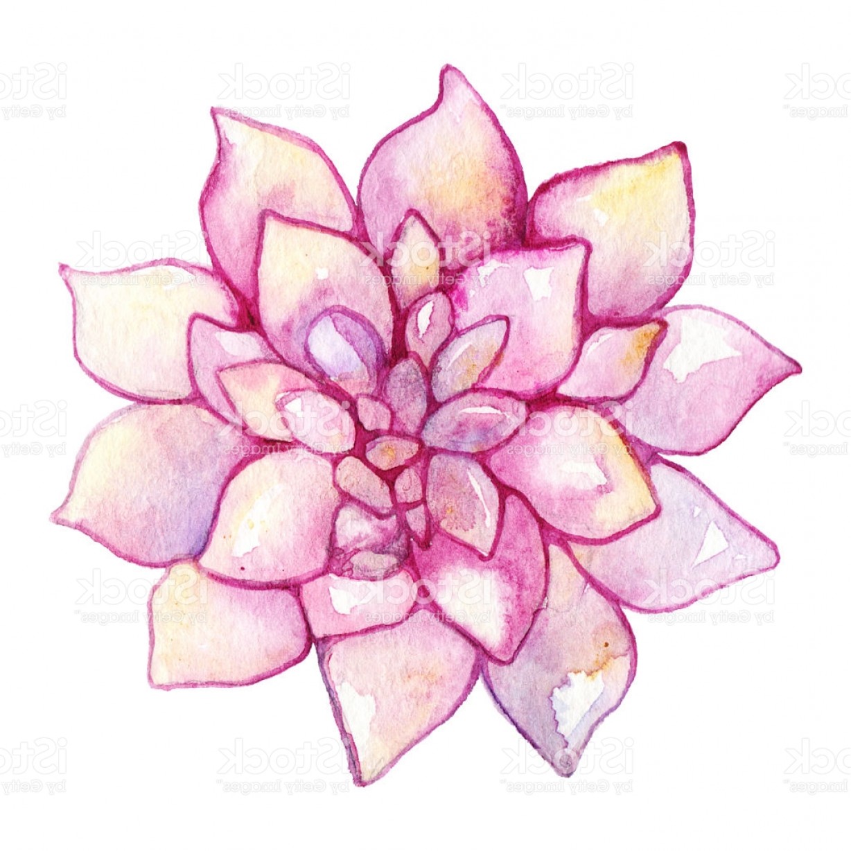 1228x1228 Watercolor Succulent Cactus Flower Plant Hand Drawn Isolated Gm