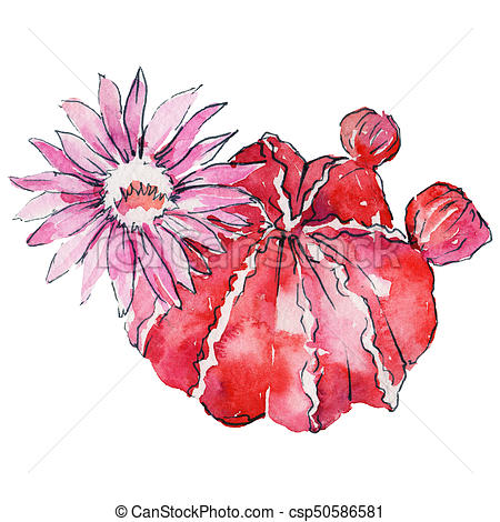 450x470 Wildflower Cactus Flower In A Watercolor Style Isolated. Full Name