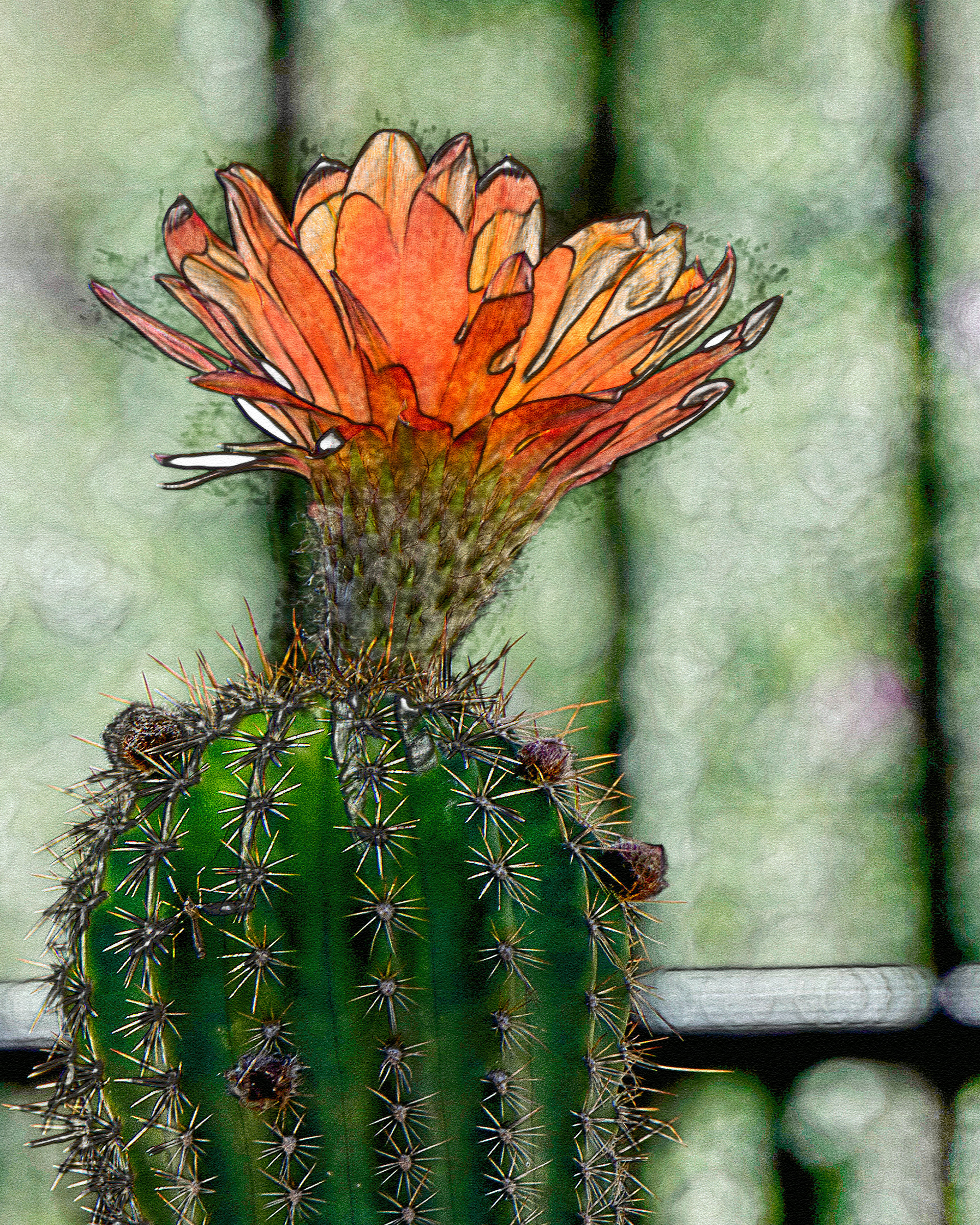 1920x2400 Backlit Orange Cactus Flower