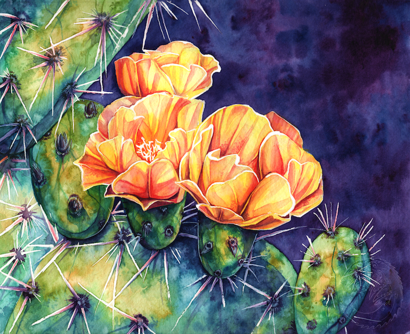 800x651 Cactus Flower Watercolour By Simkaye