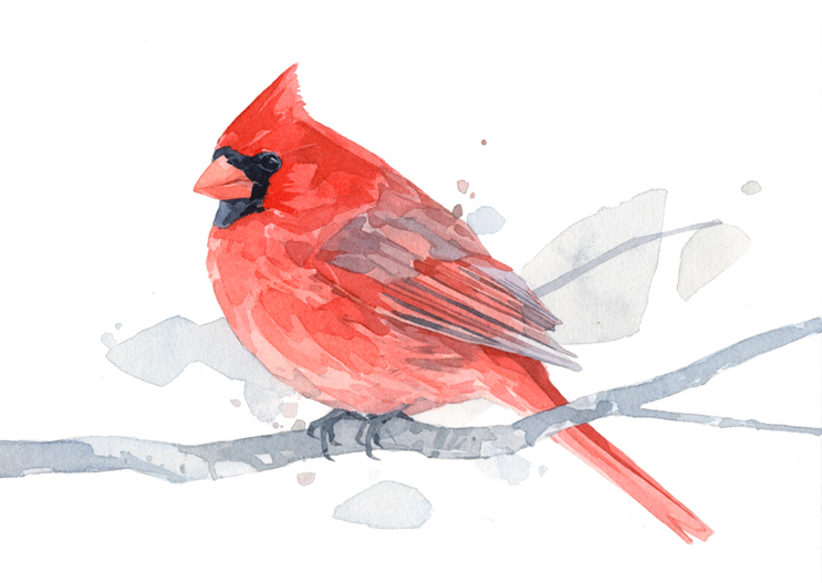 743x527 Cardinal Watercolor Painting, Archival Art Print David Scheirer